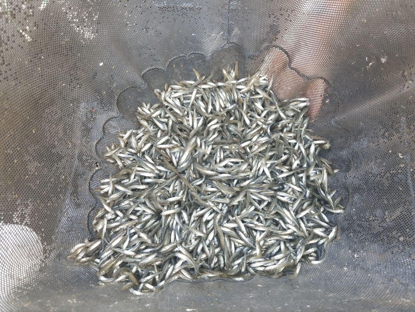 fingerlings.jpg